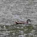 Ecuador, Galapagos, Santa Cruz Island, White Cheeked Pintail