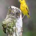 Ecuador, Galapagos, Santa Cruz Island, Yellow Warbler