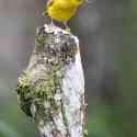 Ecuador, Galapagos, Santa Cruz Island, Yellow Warbler