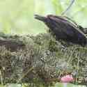 Ecuador, Galapagos, Santa Cruz Island, Small Ground Finch