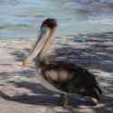 Ecuador, Galapagos, Santa Cruz Island. Brown Pelican