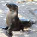 Ecuador, Galapagos, Santa Cruz Island, Sea Lion