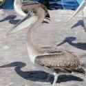 Ecuador, Galapagos, Santa Cruz Island. Brown Pelican