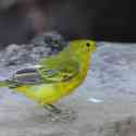 Ecuador, Galapagos, Santa Cruz Island, Yellow Warbler