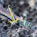 Ecuador, Galapagos, Santa Cruz Island