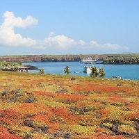 Ecuador, Galapagos, South Plaza Island.