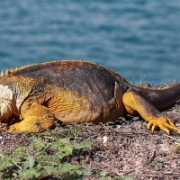 Ecuador, Galapagos, South Plaza Island.