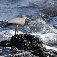 Ecuador, Galapagos, South Plaza Island.