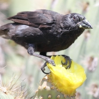 Ecuador, Galapagos, South Plaza Island.