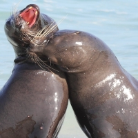 Ecuador, Galapagos, Santa Fe Island