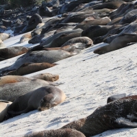 Ecuador, Galapagos, Santa Fe Island