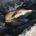 Ecuador, Galapagos, South Plaza Island.