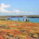 Ecuador, Galapagos, South Plaza Island.