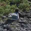 Ecuador, Galapagos, South Plaza Island.6