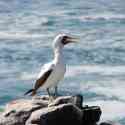 Ecuador, Galapagos, South Plaza Island.