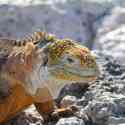 Ecuador, Galapagos, South Plaza Island.