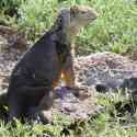 Ecuador, Galapagos, South Plaza Island.