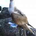 Ecuador, Galapagos, South Plaza Island.