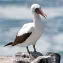 Ecuador, Galapagos, South Plaza Island.