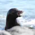 Ecuador, Galapagos, South Plaza Island.