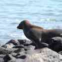 Ecuador, Galapagos, South Plaza Island.