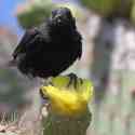 Ecuador, Galapagos, South Plaza Island.