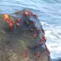 Ecuador, Galapagos, Santa Fe Island