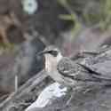 Ecuador, Galapagos, Santa Fe Island