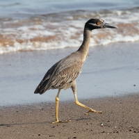 Ecuador, Galapagos. Floreana Island