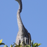 Ecuador, Galapagos. Floreana Island