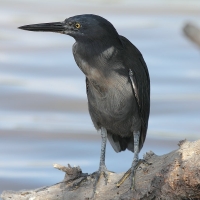 Ecuador, Galapagos. Floreana Island