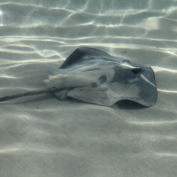 Ecuador, Galapagos. Floreana Island