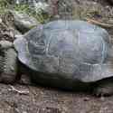 Ecuador, Galapagos. Floreana Island