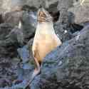 Ecuador, Galapagos. Floreana Island