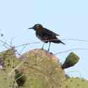 Ecuador, Galapagos. Floreana Island