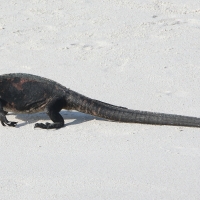 Ecuador, Galapagos. Espanola Island, Gardner Bay