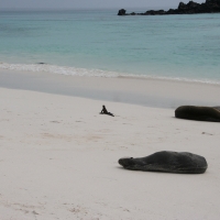 Ecuador, Galapagos. Espanola Island, Gardner Bay