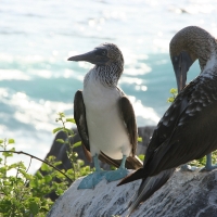 Ecuador, Galapagos. Espanola Island,  Suarez Point