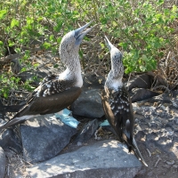 Ecuador, Galapagos. Espanola Island,  Suarez Point