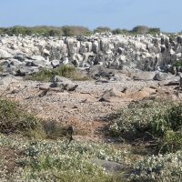 Ecuador, Galapagos. Espanola Island,  Suarez Point