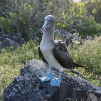 Ecuador, Galapagos. Espanola Island,  Suarez Point