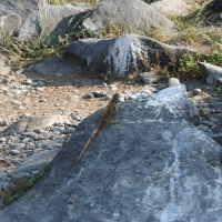 Ecuador, Galapagos. Espanola Island,  Suarez Point