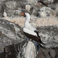 Ecuador, Galapagos. Espanola Island,  Suarez Point