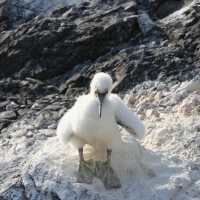 Ecuador, Galapagos. Espanola Island,  Suarez Point