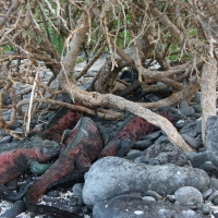 Ecuador, Galapagos. Espanola Island,  Suarez Point