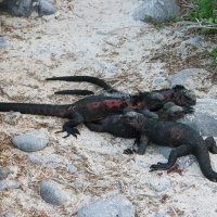 Ecuador, Galapagos. Espanola Island,  Suarez Point