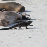 Ecuador, Galapagos. Espanola Island, Gardner Bay