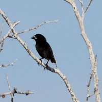 Ecuador, Galapagos. Espanola Island, Gardner Bay