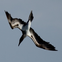 Ecuador, Galapagos. Espanola Island, Gardner Bay