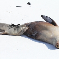 Ecuador, Galapagos. Espanola Island, Gardner Bay